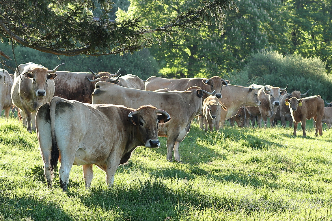 Aubrac 10