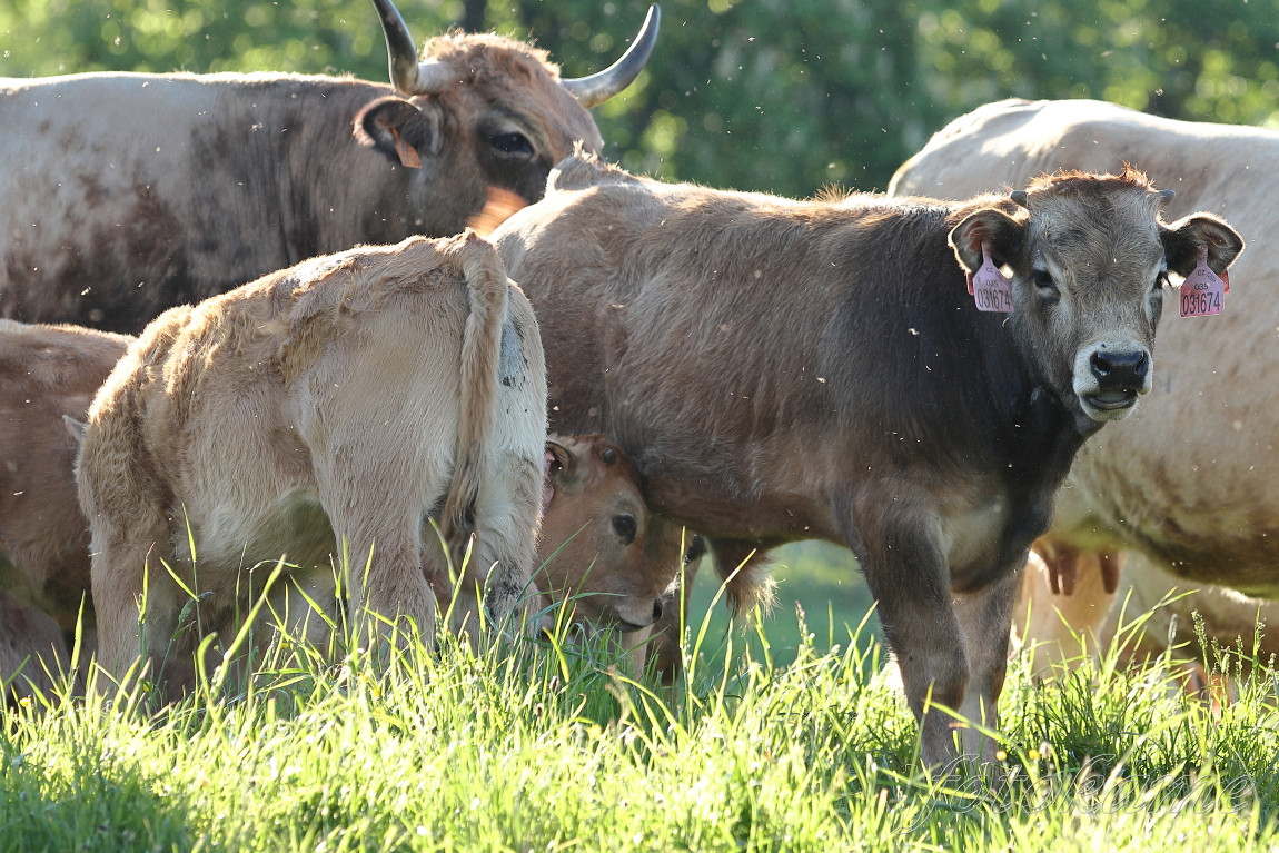 Aubrac 11