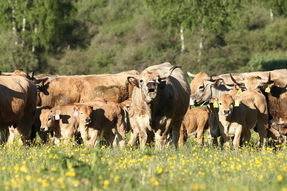 Aubrac 12