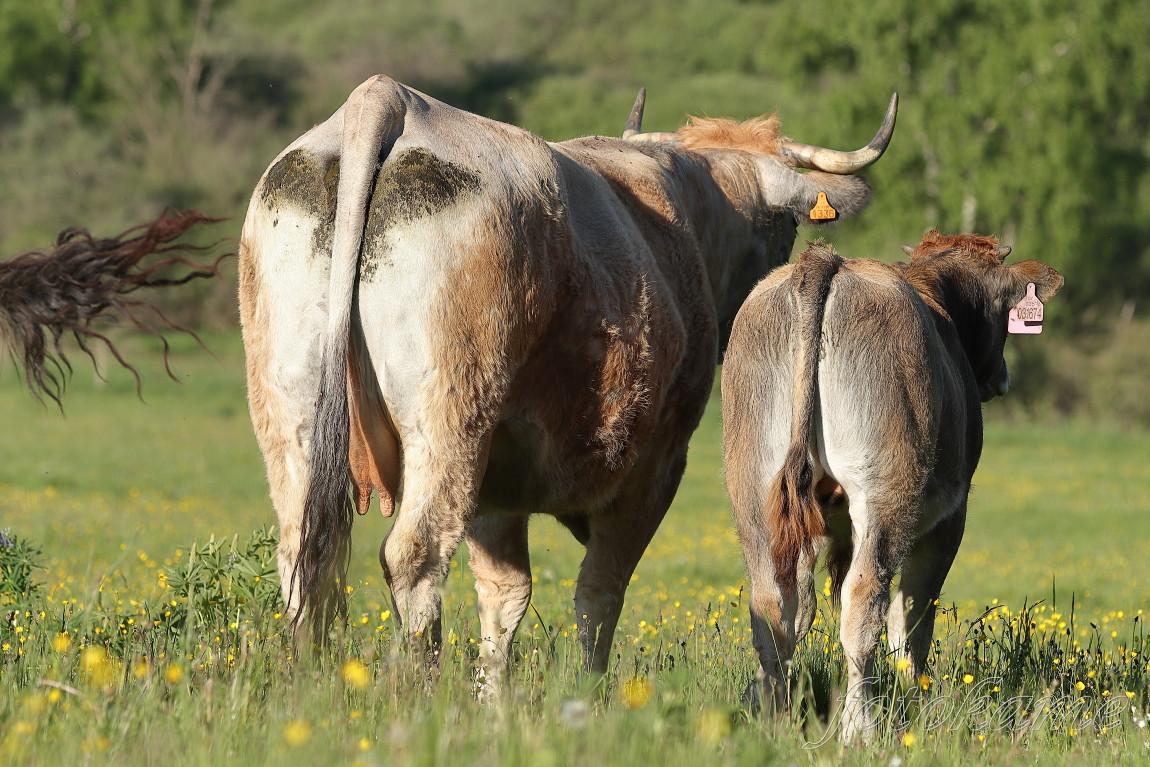 Aubrac 13