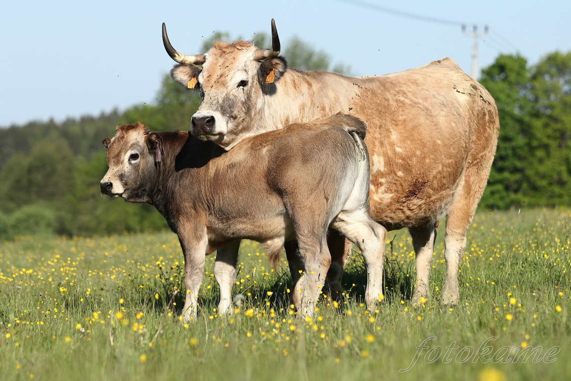 Aubrac 14