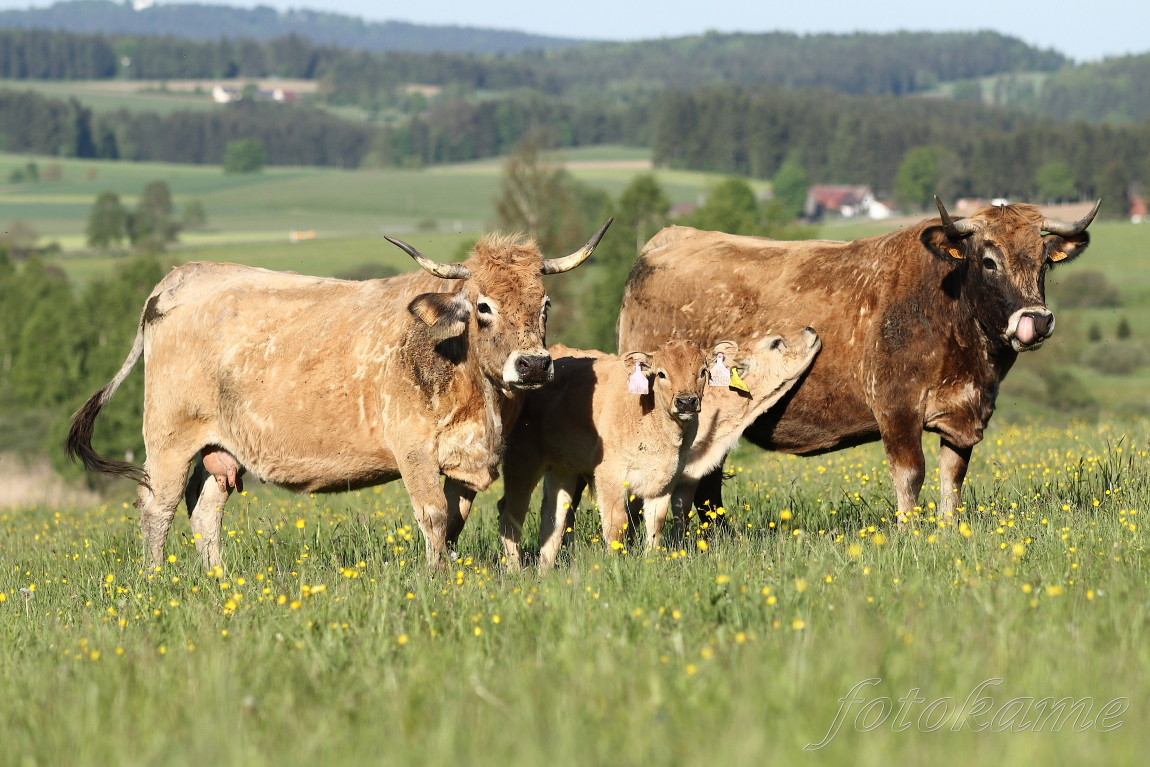 Aubrac 15