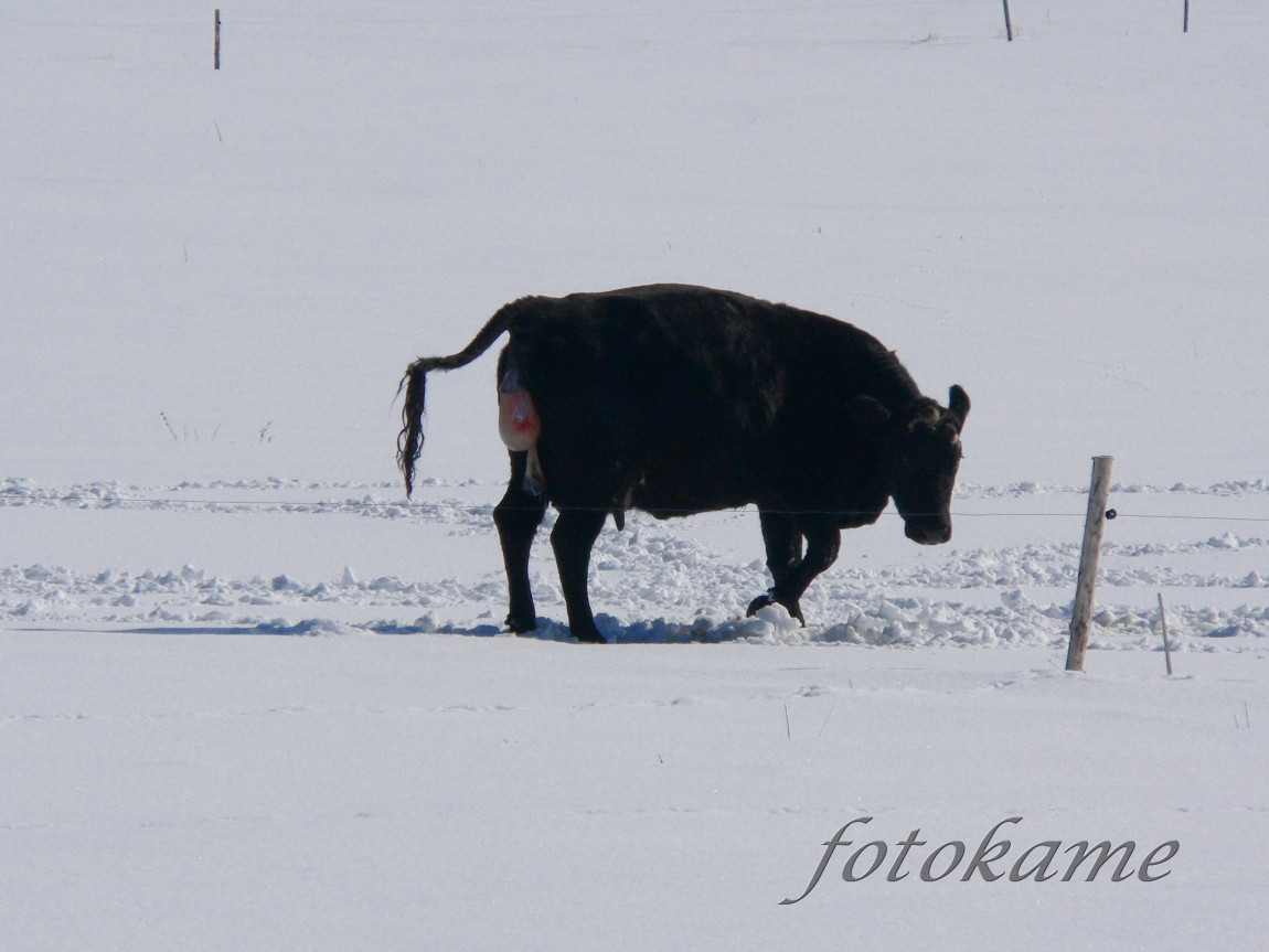 Zrození anguse, Šumavský angus 13022006 1