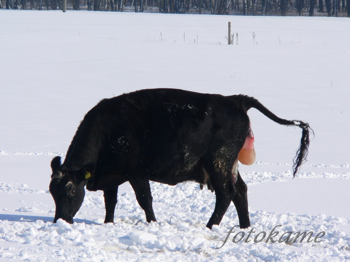 Zrození anguse, Šumavský angus 13022006 4