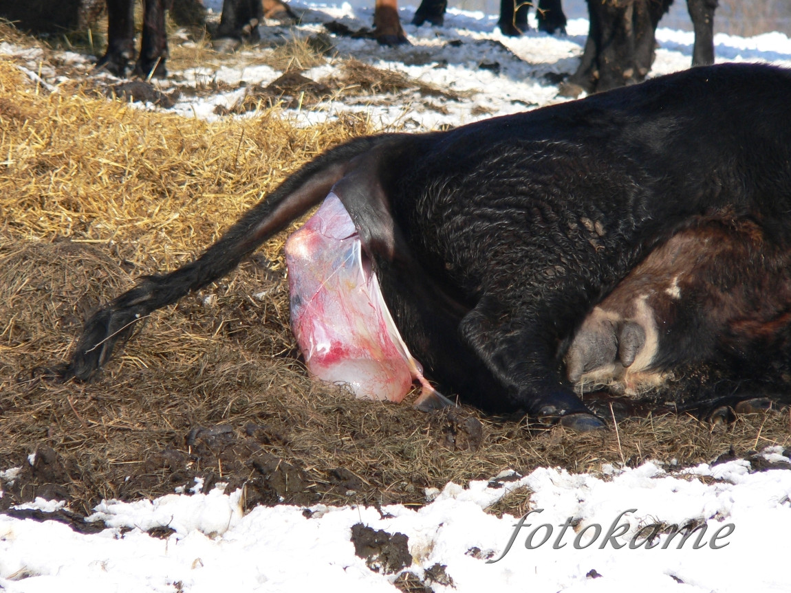 Zrození anguse, Šumavský angus 13022006 5