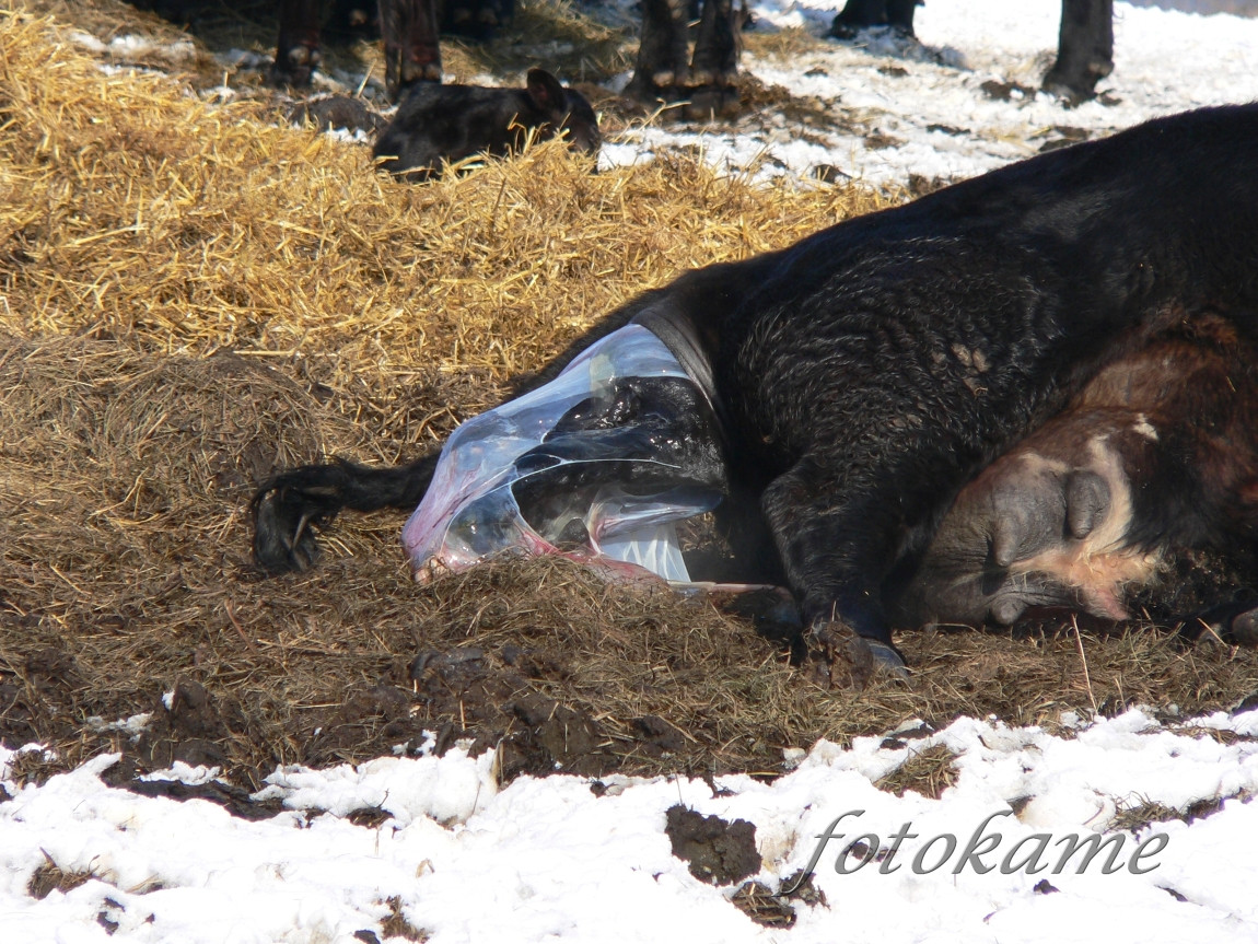 Zrození anguse, Šumavský angus 13022006 6