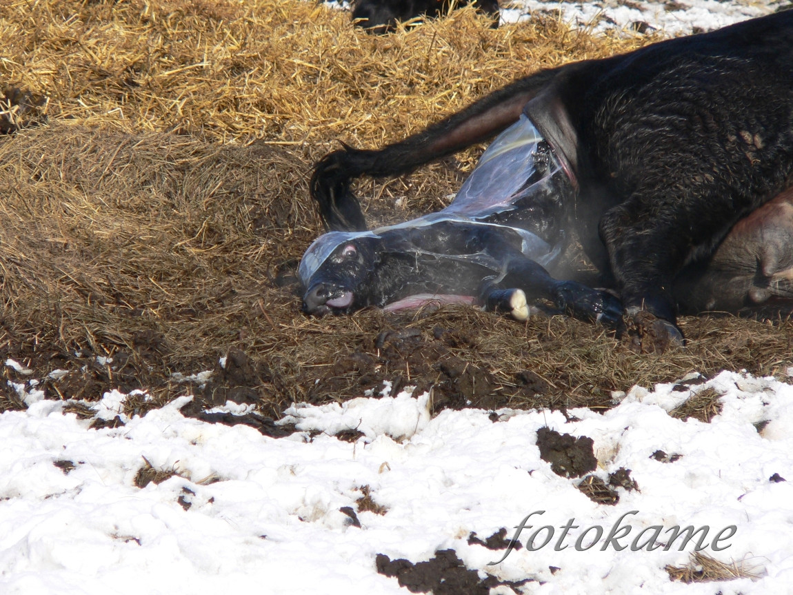 Zrození anguse, Šumavský angus 13022006 7