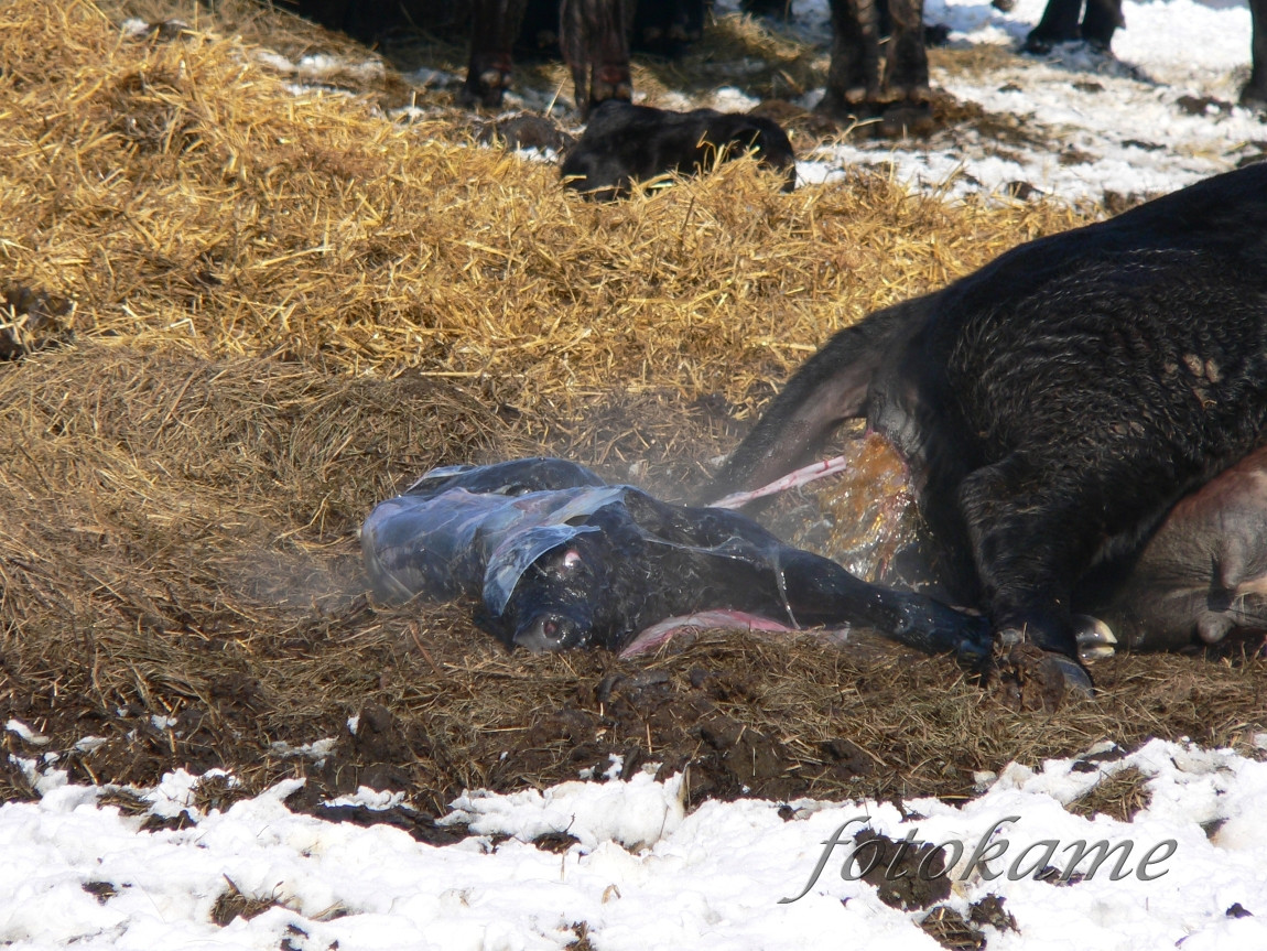 Zrození anguse, Šumavský angus 13022006 8