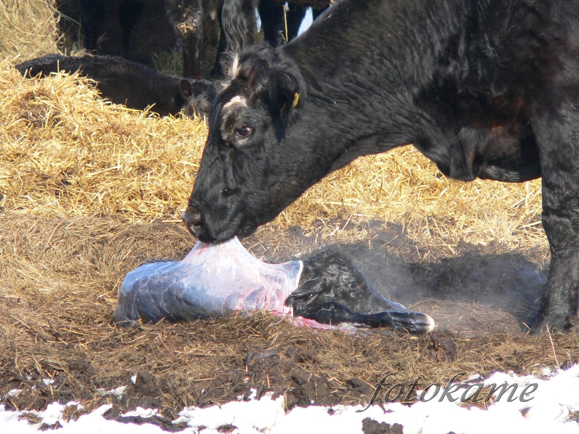 Zrození anguse, Šumavský angus 13022006 9