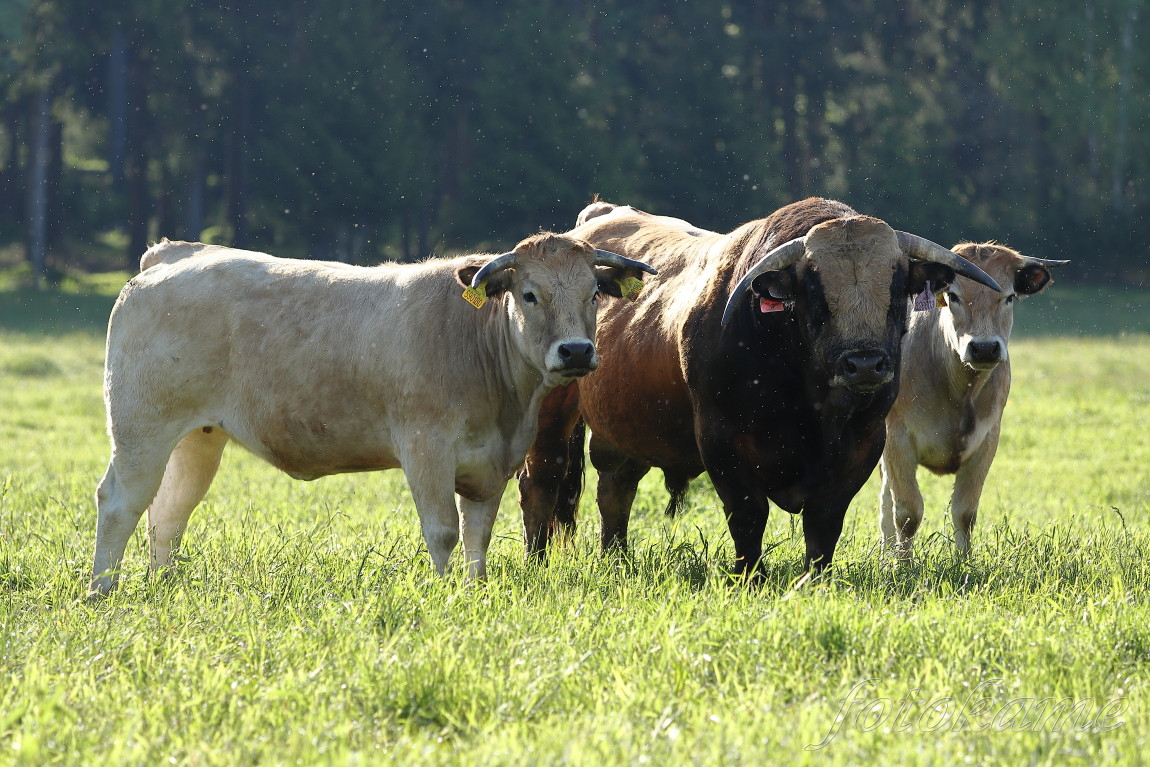 Aubrac 16