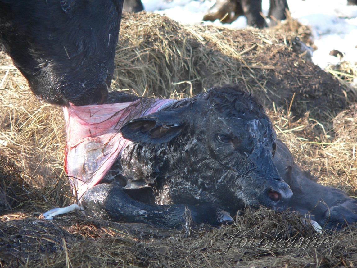 Zrození anguse, Šumavský angus 13022006 11