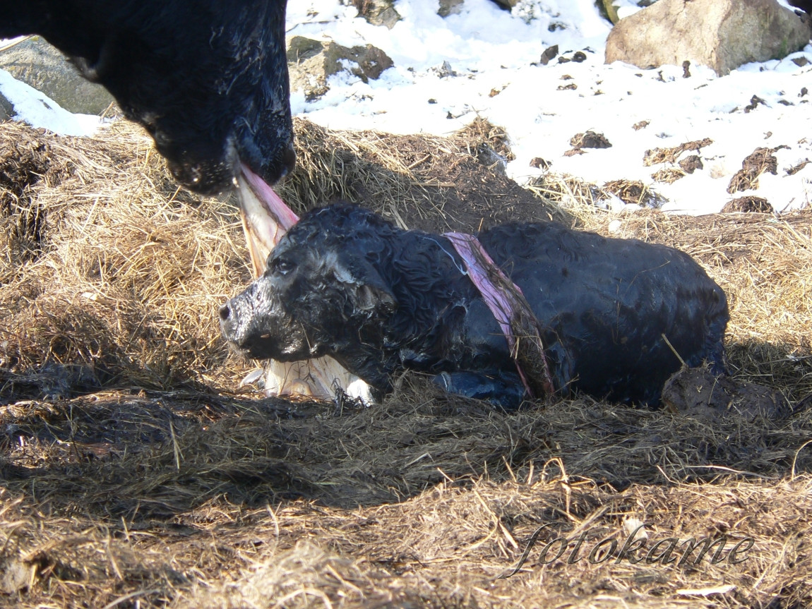 Zrození anguse, Šumavský angus 13022006 12