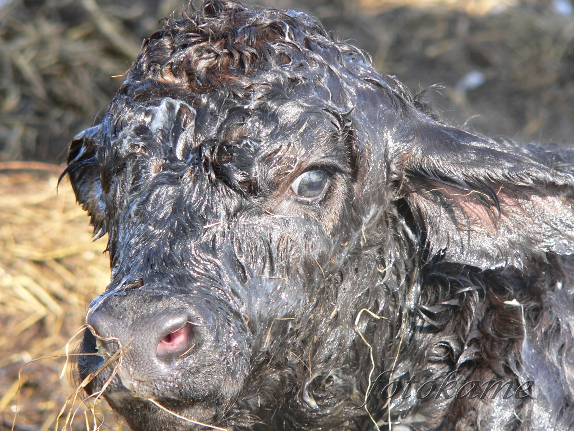 Zrození anguse, Šumavský angus 13022006 17