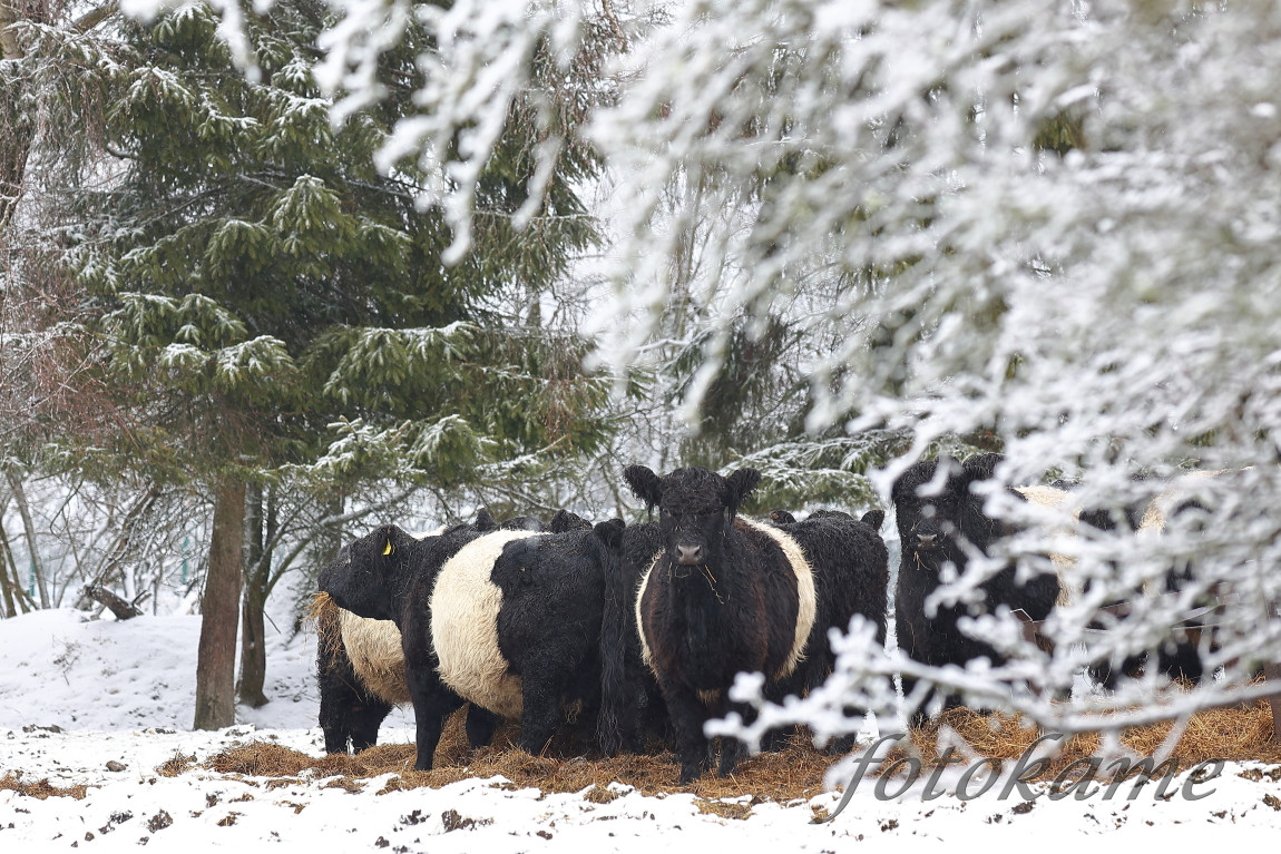 Galloway belted, Přimda 18012022 2