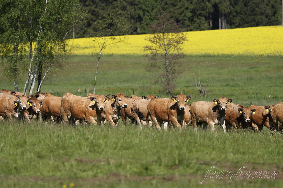 Aubrac  17