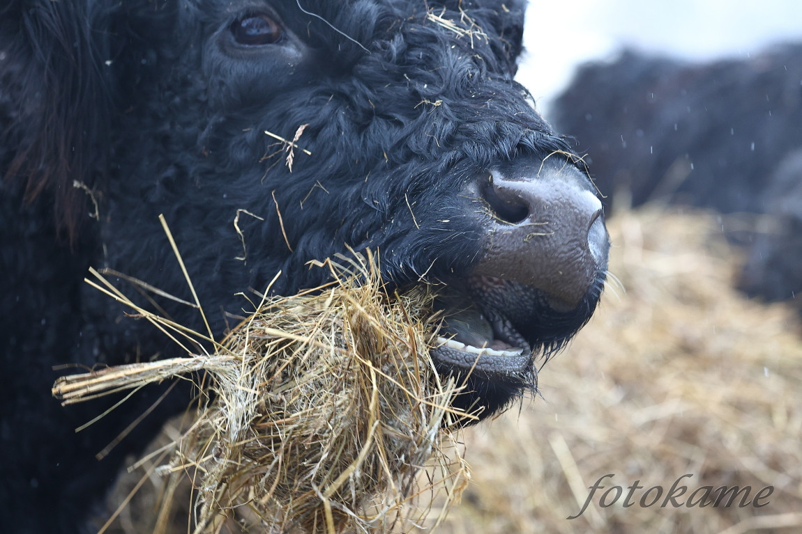 Galloway belted, Přimda 18012022 5