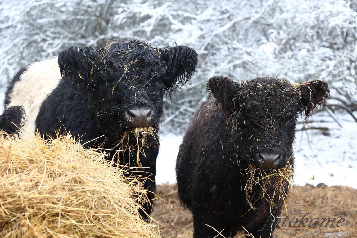 Galloway belted, Přimda 18012022 6