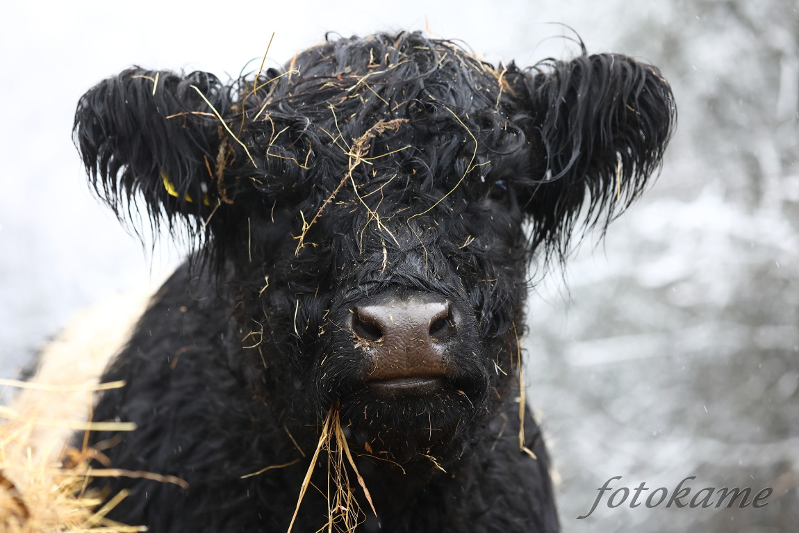 Galloway belted, Přimda 18012022 7