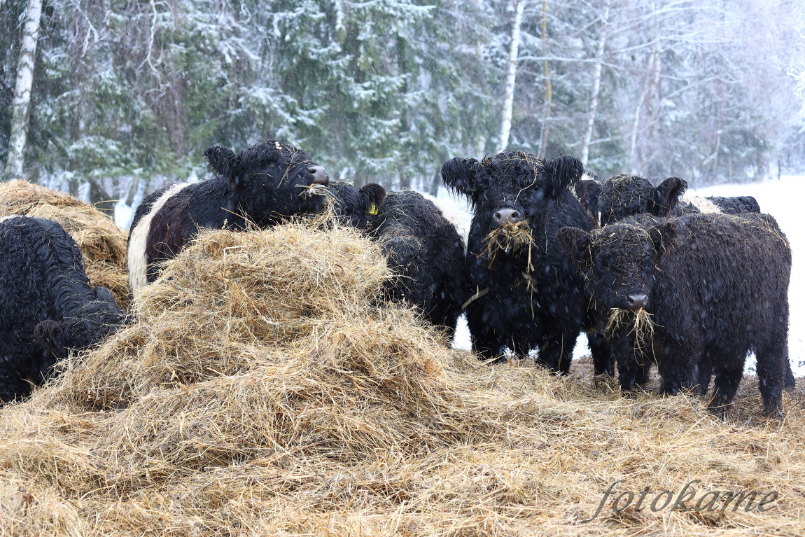 Galloway belted, Přimda 18012022 8