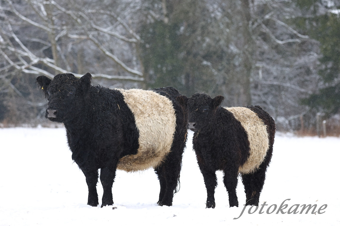 Galloway belted, Přimda 18012022 10