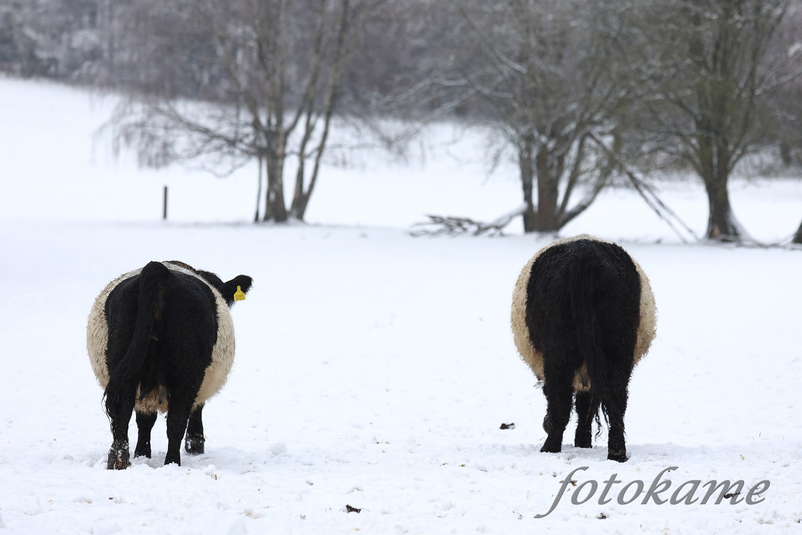 Galloway belted, Přimda 18012022 11