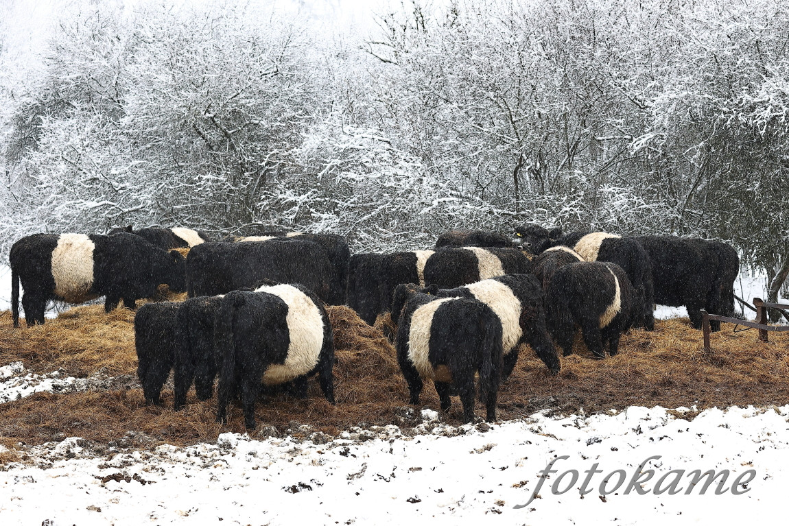 Galloway belted, Přimda 18012022 13