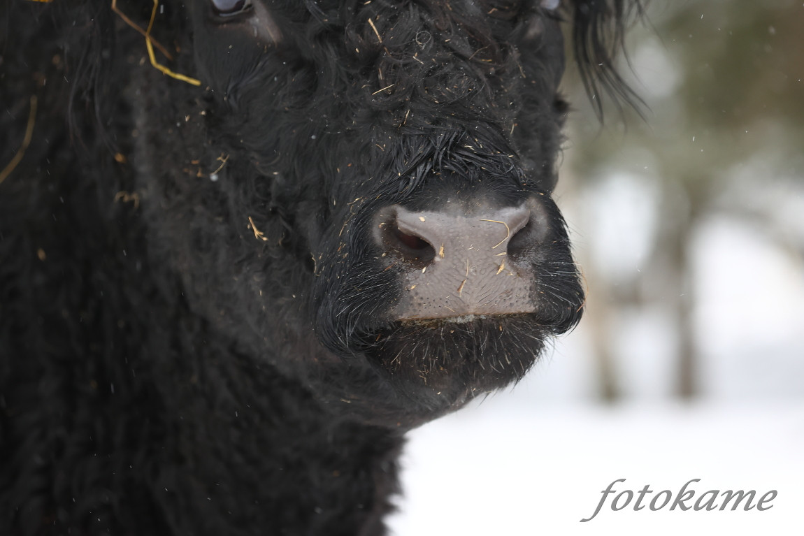 Galloway belted, Přimda 18012022 14