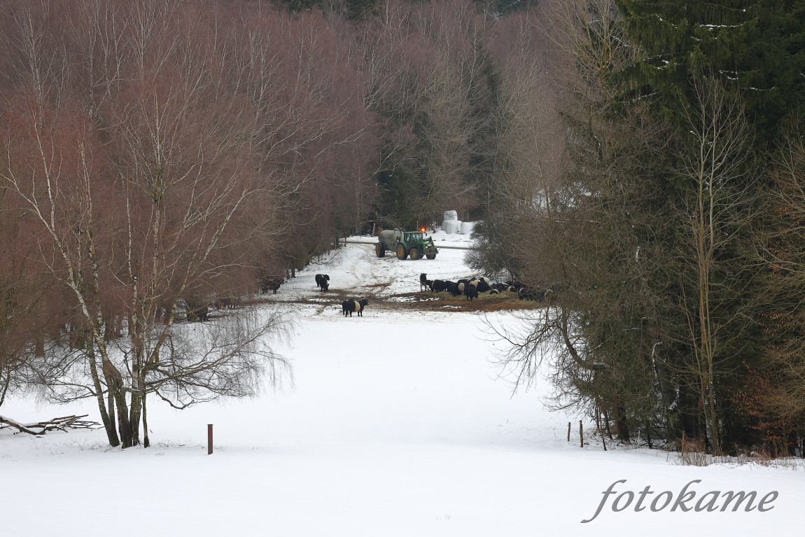 Galloway belted, Přimda 18012022 17