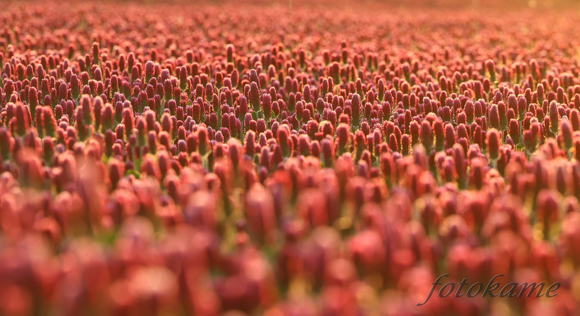 Jetel inkarnát (Trifolium incarnatum) 220522 4