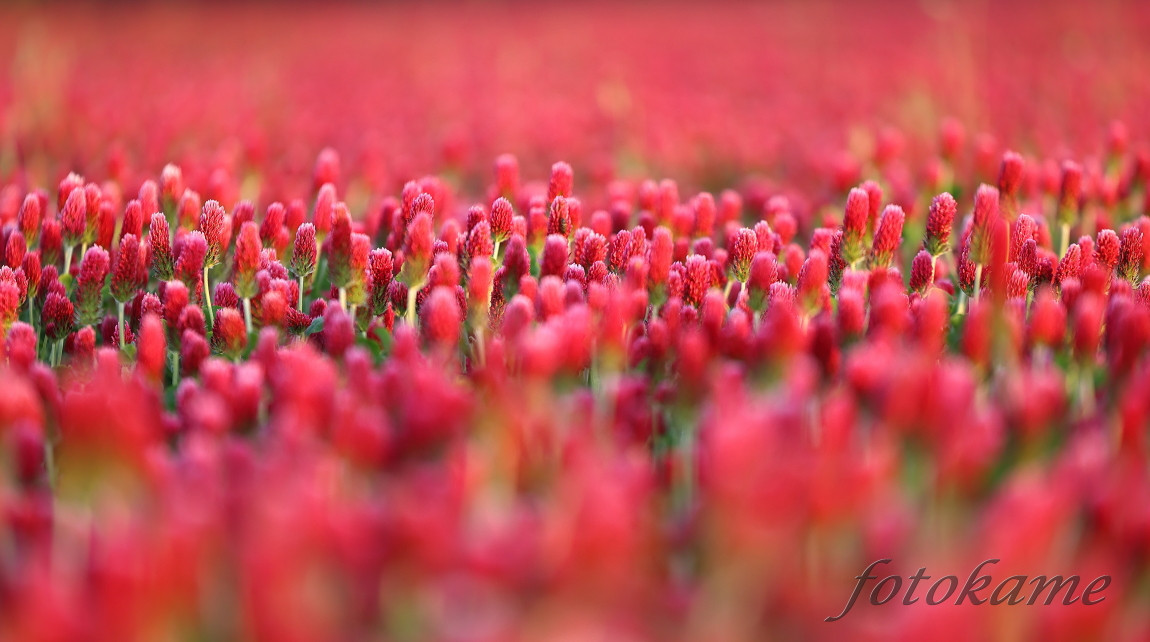 Jetel inkarnát (Trifolium incarnatum) 220522 7