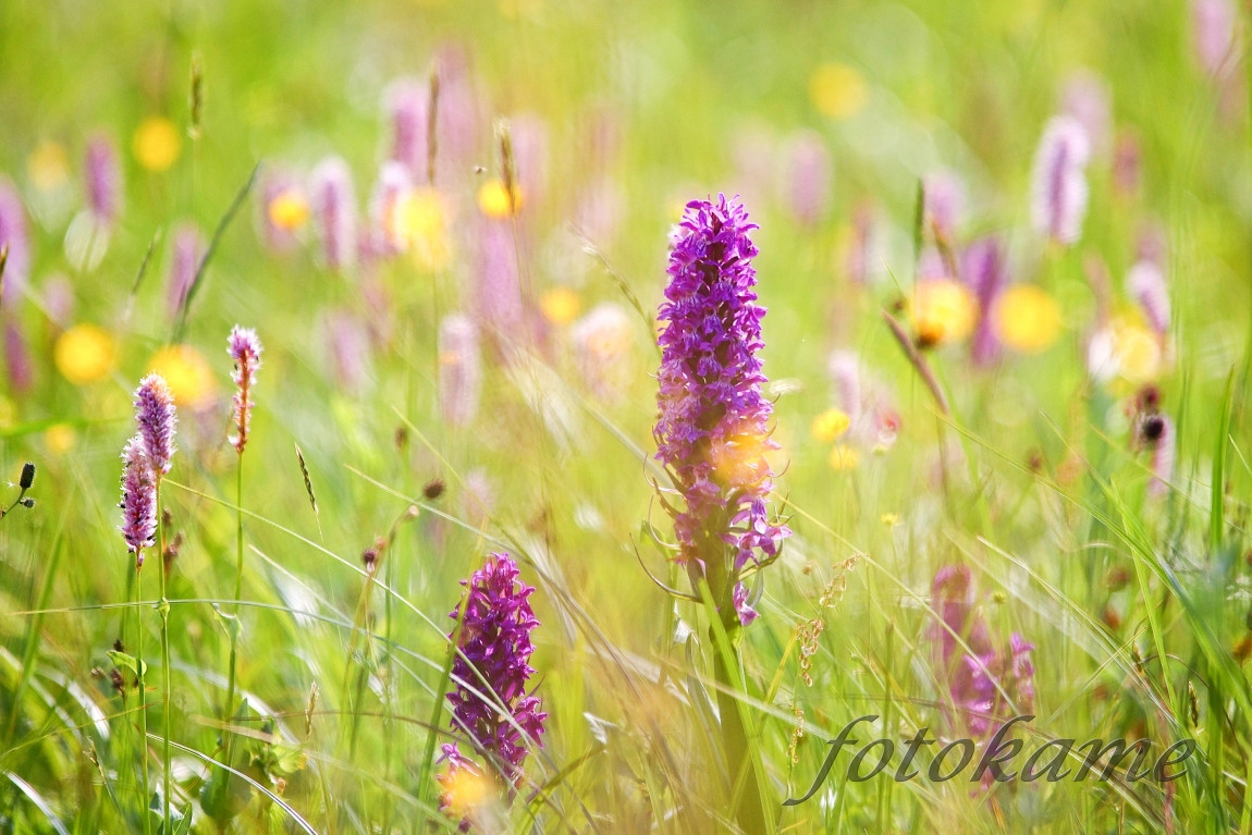 Prstnatec májový (Dactylorhiza majalis) 280522  1