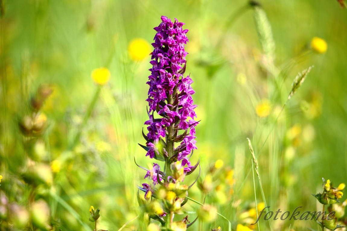 Prstnatec májový (Dactylorhiza majalis) 280522  2