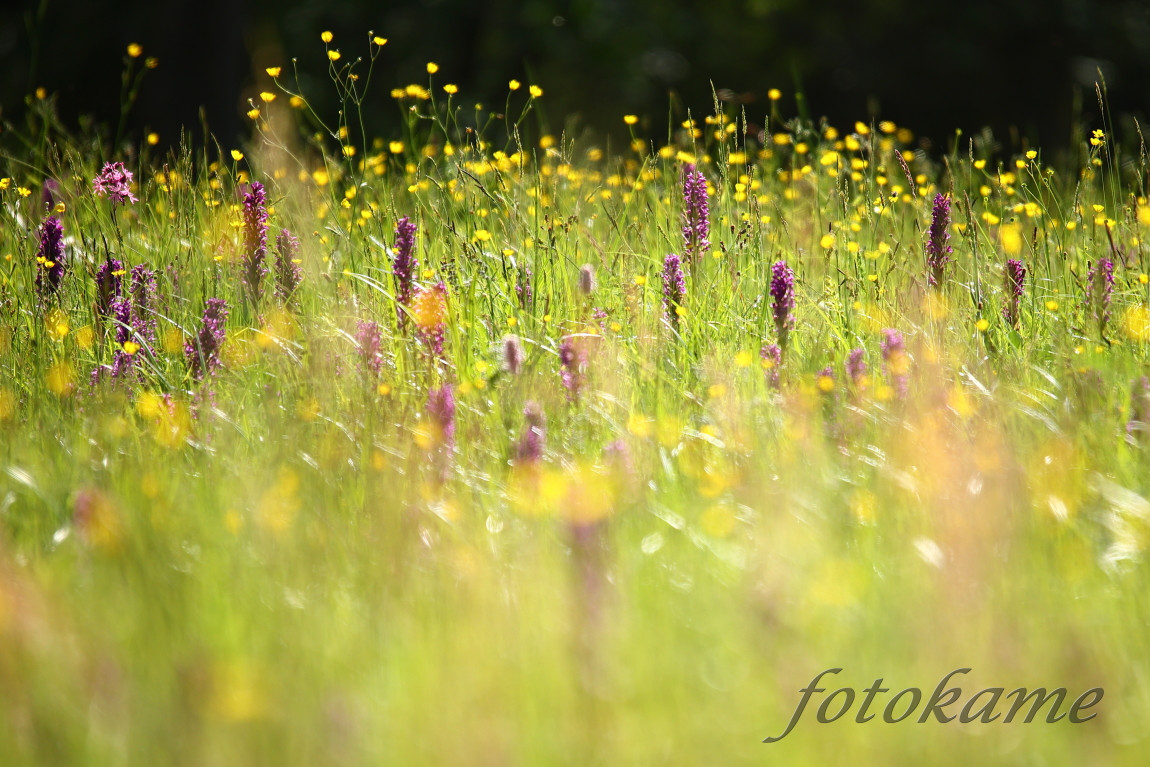 Prstnatec májový (Dactylorhiza majalis) 280522  3