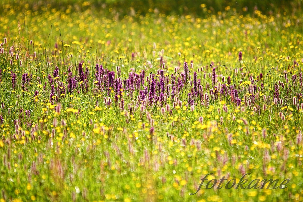 Prstnatec májový (Dactylorhiza majalis) 280522  4