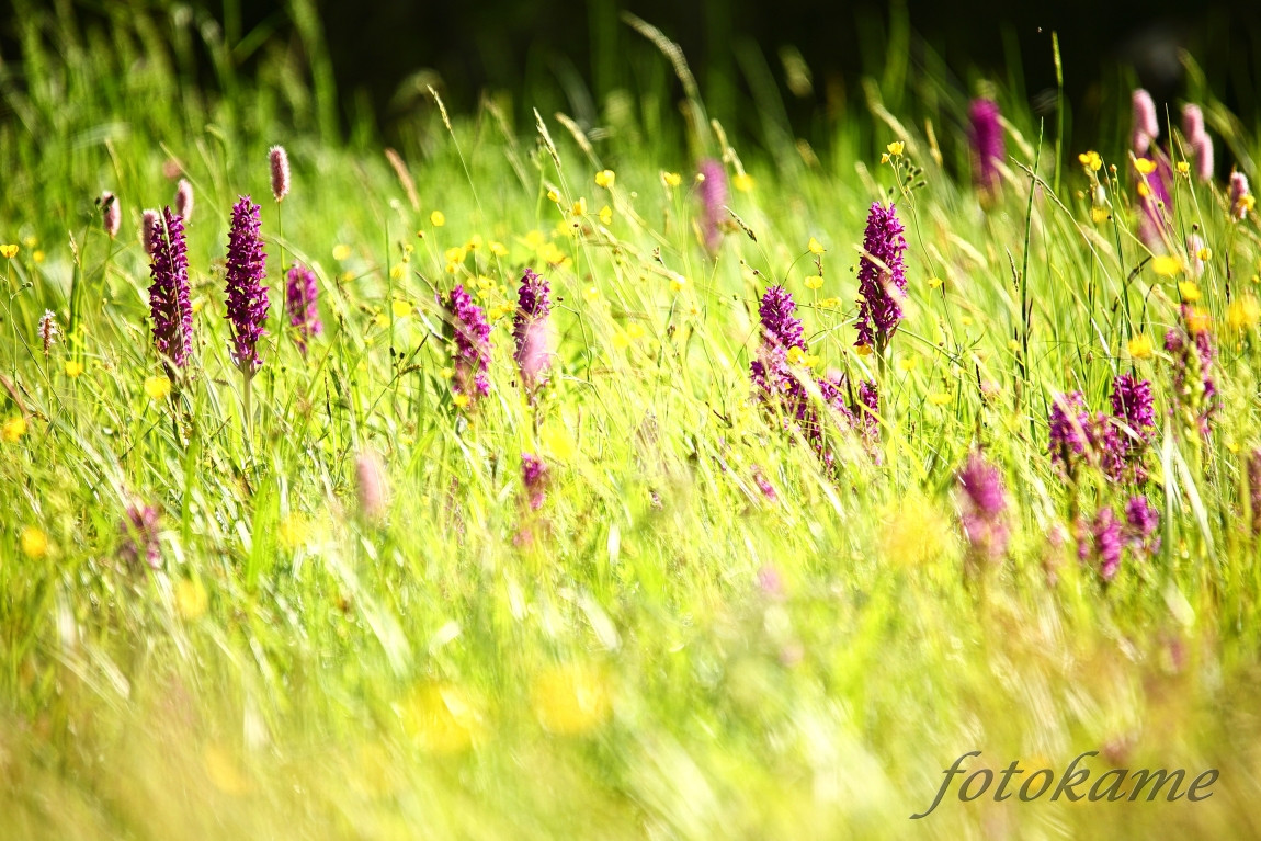 Prstnatec májový (Dactylorhiza majalis) 280522  5