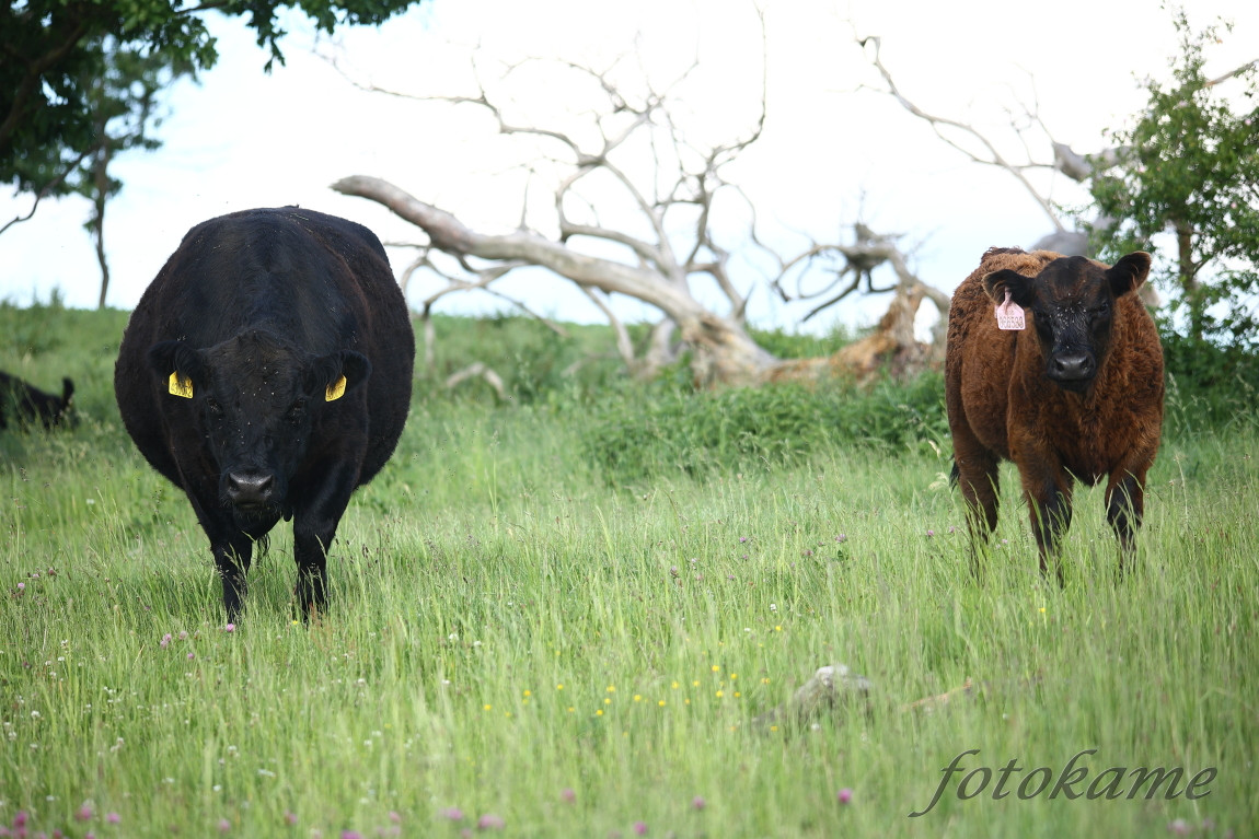 Black Galloway 22052022, Borek 1