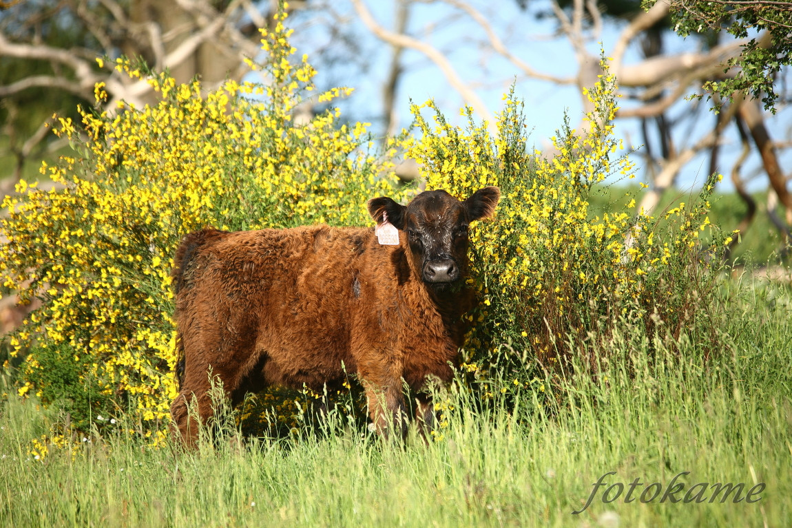 Black Galloway 22052022, Borek 2