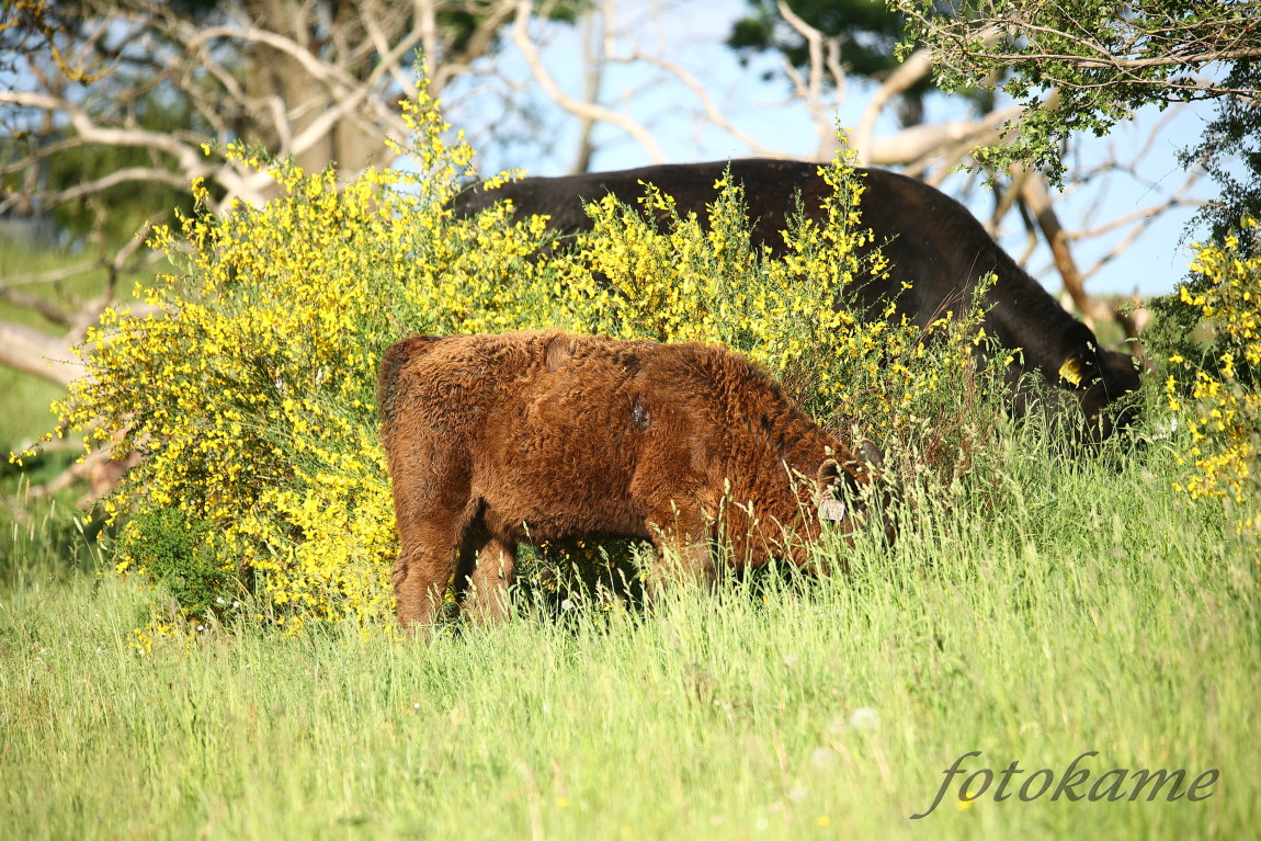 Black Galloway 22052022, Borek 3