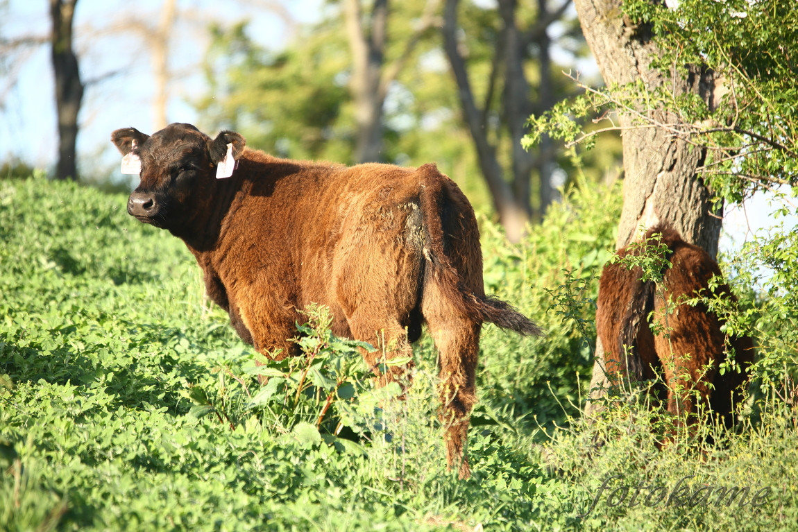 Black Galloway 22052022, Borek 4