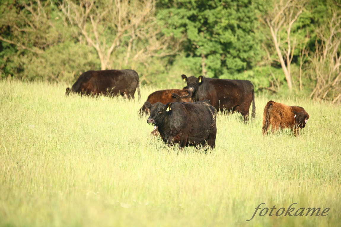 Black Galloway 22052022, Borek 5