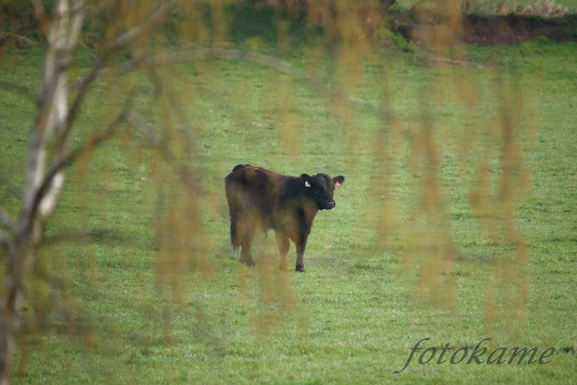 Black Galloway 22052022, Borek 6