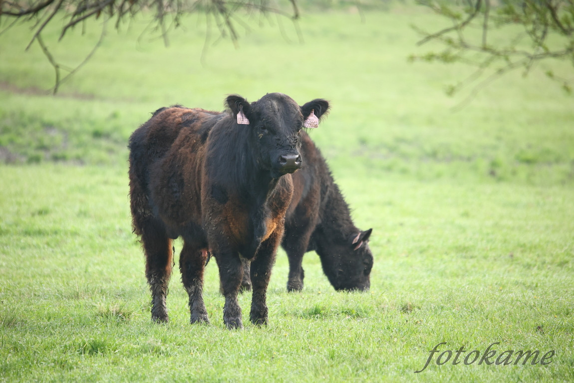 Black Galloway 22052022, Borek 7